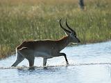 Africa 189 : Africa, Animal, Botswana, Mammal, Okavango, Red Lechwe, Vumbura Plains